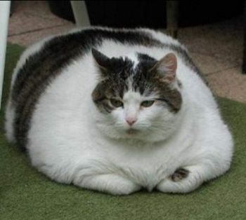 obesita del gatto