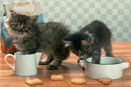 svezzamento alimentazione gattini