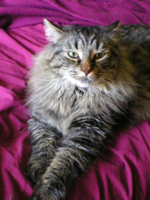 maine coon 03