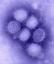 Il Gatto e l'influenza A (virus H1N1)