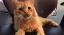 Gastroenterite infettiva felina - Panleucopenia